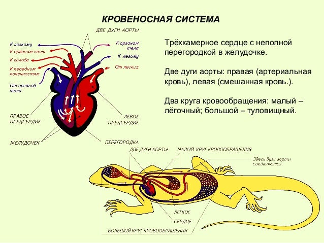 У земноводных сердце трехкамерное с неполной перегородкой. Строение кровеносной системы рептилий. Кровеносная система рептилий схема. Кровеносная система пресмыкающихся схема. Строение кровеносной системы пресмыкающихся.