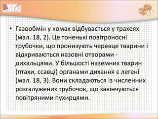 • Газообмін у комах відбувається у трахеях
(мал. 18, 2). Це тоненькі повітроносні
трубочки, що пронизують черевце тварини і
відкриваються назовні отворами -
дихальцями. У більшості наземних тварин
(птахи, ссавці) органами дихання є легені
(мал. 18, 3). Вони складаються із численних
розгалужених трубочок, що закінчуються
повітряними пухирцями.
 