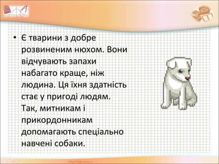 • Є тварини з добре
розвиненим нюхом. Вони
відчувають запахи
набагато краще, ніж
людина. Ця їхня здатність
стає у пригоді людям.
Так, митникам і
прикордонникам
допомагають спеціально
навчені собаки.
 