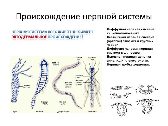 Диффузная нервная система характерна для животных типа. Гидра нервная система диффузного типа. Диффузная нервная система у плоских червей. Лестничная нервная система у плоских червей. Нервная система диффузного типа у кишечнополостных.