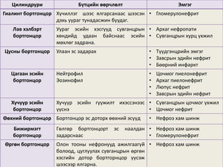 Цилиндрури Бүтцийн өөрчлөлт Эмгэг
Гиалинт бортгонцор Хүчиллэг шээс ялгарсанаас шээсэн
дэхь уураг тунадасжин буудаг.
• Гломерулонефрит
Лав хэлбэрт
бортгонцор
Уураг эсийн хэсгүүд сувганцрын
хөндийд удаан байснаас эсийн
мөхлөг задрана.
• Архаг нефропати
• Сувганцрын хурц үхжил
Цусны бортгонцор Улаан эс задарах • Түүдгэнцрийн эмгэг
• Завсрын эдийн нефрит
• Бөөрний инфаркт
Цагаан эсийн
бортгонцор
Нейтрофил
Эозинофил
• Цочмог пиелонефрит
• Архаг пиелонефрит
• Люпус нефрит
• Завсрын эдийн нефрит
Хучуур эсийн
бортгонцор
Хучуур эсийн гуужилт ихэссэнээс
үүснэ
• Сувганцрын цочмог үхжил
• Цочмог нефрит
Өөхний бортгонцор Бортгонцор эс доторх өөхний эсүүд • Нефроз хам шинж
Бижирмэгт
бортгонцор
Гөлгөр бортгонцорт эс наалдан
задарснаас
• Нефроз хам шинж
• Гломерулонефрит
Өргөн бортгонцор Олон тооны нефронууд ажилгаагүй
болоод, цуглуулах сувганцрын өргөн
хэсгийн дотор бортгорнцор үүсэж
шээсээр ялгарна.
• Нефроз хам шинж
 