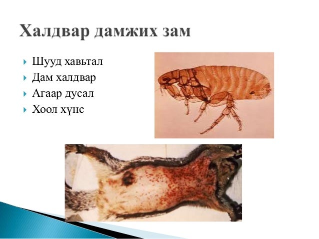 тарваган тахал