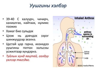 Уушгины хэлбэр
• 39-40 C халуурч, чичирч,
ханиалгах, найтаах, нулимс
гоожих
• Хамаг бие сульдах
• Цээж нь давчдах зэрэг
шинжүүдээр эхэлнэ.
• Цустай цэр гарна, ихэнхдээ
уушгины гялтан хальсны
усжилтаар хүндэрнэ.
• Туйлын хүнд явцтай, голдуу
үхлээр төгсдөг.
 