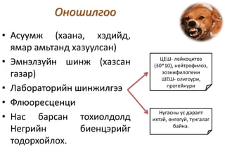 Оношилгоо
• Асуумж (хаана, хэдийд,
ямар амьтанд хазуулсан)
• Эмнэлзүйн шинж (хазсан
газар)
• Лабораторийн шинжилгээ
• Флюоресценци
• Нас барсан тохиолдолд
Негрийн биенцэрийг
тодорхойлох.
ЦЕШ- лейкоцитоз
(30*10), нейтрофилоз,
эознифилопени
ШЕШ- олигоури,
протейнури
Нугасны ус даралт
ихтэй, өнгөгүй, тунгалаг
байна.
 