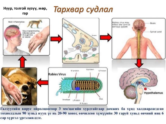 мал амьтаны гоц халдварт өвчин