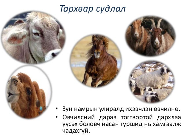 мал амьтаны гоц халдварт өвчин