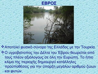 ΕΒΡΟΣ
Αποτελεί φυσικό σύνορο της Ελλάδας με την Τουρκία.
Ο υγροβιότοπος του Δέλτα του Έβρου θεωρείται από
τους πλέον αξιόλογους σε όλη την Ευρώπη. Το ήπιο
κλίμα της περιοχής δημιουργεί κατάλληλες
προϋποθέσεις για την ύπαρξη μεγάλου αριθμού ζώων
και φυτών.
 