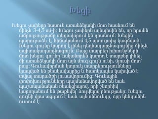 Խեցու չափերը հասուն առանձնյակի մոտ հասնում են
մինչև 3-4,5 սմ-ի։ Խեցու չափերն այնպիսին են, որ իրանն
ամբողջությամբ տեղավորում են դրանում։ Խեցին
պարուրաձև է, հիմականում 4,5 պտույտից կազմված։
Խեցու գույնը կարող է լինել դեղնադարչնագույնից մինչև
սպիտակադարչնագույն։ Բայց տարբեր խխունջների
մոտ խեցու գույնը էականորեն կարող է տարբեր լինել․
մի առանձնյակի մոտ այն մուգ գույն ունի, մյուսի մոտ՝
բաց։ Գունավորման կտրուկ տարբերությունները
կապված են բնակավայրից և հատկապես կախված է
տվյալ տարածքի լուսավորումից։ Գունային
փոփոխությունները պայմանավորված են նաև
պաշտպանական ռեակցիայով, որի շնորհիվ
կարողանում են թաքնվել՝ ձուլվելով բնությանը։ Խեցու
գույնի վրա ազդում է նաև այն սննունդը, որը կենդանին
ուտում է։
 