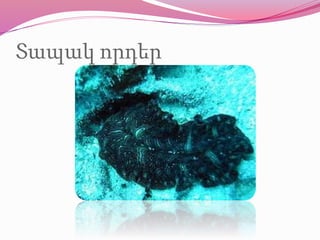 Տապակ որդեր
 