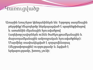 Կառուցվածք
Առաջին եռաշերտ կենդանիներն են։ Երրորդ սաղմնային
թերթիկը՝մեզոդերմը ներկայացված է պարենքիմայով
և առանձին մկանային հյուսվածքով
(աղեխորշավորներն ունեն ծածկույթամկանային և
մարսողամկանային ամբողջական հյուսվածքներ)։
Մարմինը տափակեցված է դորզովենտրալ
(մեջքափորային) ուղղությամբ և ձգված է
երկարությամբ, խոռոչ չունի։
 