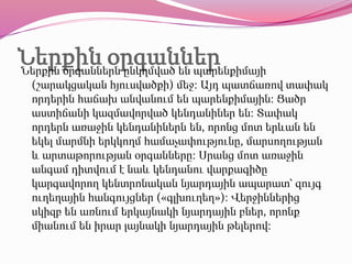 Ներքին օրգաններՆերքին օրգաններն ընկղմված են պարենքիմայի
(շարակցական հյուսվածքի) մեջ։ Այդ պատճառով տափակ
որդերին հաճախ անվանում են պարենքիմային։ Ցածր
աստիճանի կազմավորված կենդանիներ են։ Տափակ
որդերն առաջին կենդանիներն են, որոնց մոտ երևան են
եկել մարմնի երկկողմ համաչափությունը, մարսողության
և արտաթորության օրգանները։ Սրանց մոտ առաջին
անգամ դիտվում է նաև կենդանու վարքագիծը
կարգավորող կենտրոնական նյարդային ապարատ՝ զույգ
ուղեղային հանգույցներ («գլխուղեղ»)։ Վերջիններից
սկիզբ են առնում երկայնակի նյարդային բներ, որոնք
միանում են իրար լայնակի նյարդային թելերով։
 