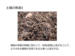 土壌の発達3
植物の死骸が腐植に変わって、砂地(鉱物)と混ざることで、
より大きな植物が生育できる土壌へと変化する。
 