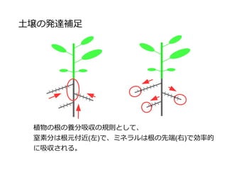 土壌の発達補足
植物の根の養分吸収の規則として、
窒素分は根元付近(左)で、ミネラルは根の先端(右)で効率的
に吸収される。
 