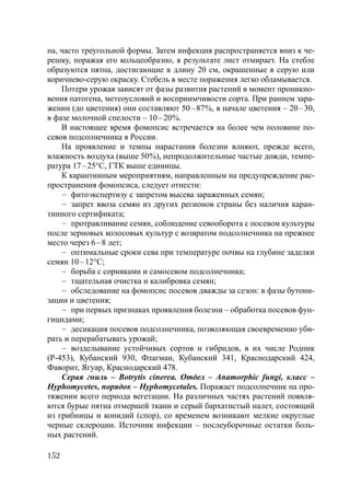 152
на, часто треугольной формы. Затем инфекция распространяется вниз к че-
решку, поражая его кольцеобразно, в результате лист отмирает. На стебле
образуются пятна, достигающие в длину 20 см, окрашенные в серую или
коричнево-серую окраску. Стебель в месте поражения легко обламывается.
Потери урожая зависят от фазы развития растений в момент проникно-
вения патогена, метеоусловий и восприимчивости сорта. При раннем зара-
жении (до цветения) они составляют 50–87%, в начале цветения – 20–30,
в фазе молочной спелости – 10–20%.
В настоящее время фомопсис встречается на более чем половине по-
севов подсолнечника в России.
На проявление и темпы нарастания болезни влияют, прежде всего,
влажность воздуха (выше 50%), непродолжительные частые дожди, темпе-
ратура 17–25°С, ГТК выше единицы.
К карантинным мероприятиям, направленным на предупреждение рас-
пространения фомопсиса, следует отнести:
– фитоэкспертизу с запретом высева зараженных семян;
– запрет ввоза семян из других регионов страны без наличия каран-
тинного сертификата;
– протравливание семян, соблюдение севооборота с посевом культуры
после зерновых колосовых культур с возвратом подсолнечника на прежнее
место через 6–8 лет;
– оптимальные сроки сева при температуре почвы на глубине заделки
семян 10–12°С;
– борьба с сорняками и самосевом подсолнечника;
– тщательная очистка и калибровка семян;
– обследование на фомопсис посевов дважды за сезон: в фазы бутони-
зации и цветения;
– при первых признаках проявления болезни – обработка посевов фун-
гицидами;
– десикация посевов подсолнечника, позволяющая своевременно уби-
рать и перерабатывать урожай;
– возделывание устойчивых сортов и гибридов, в их числе Родник
(Р-453), Кубанский 930, Флагман, Кубанский 341, Краснодарский 424,
Фаворит, Ягуар, Краснодарский 478.
Серая гниль – Botrytis cinerea. Отдел – Anamorphic fungi, класс –
Hyphomycetes, порядок – Hyphomycetales. Поражает подсолнечник на про-
тяжении всего периода вегетации. На различных частях растений появля-
ются бурые пятна отмершей ткани и серый бархатистый налет, состоящий
из грибницы и конидий (спор), со временем возникают мелкие округлые
черные склероции. Источник инфекции – послеуборочные остатки боль-
ных растений.
Copyright ОАО «ЦКБ «БИБКОМ» & ООО «Aгентство Kнига-Cервис»
 