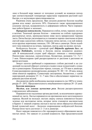 194
лине в большой мере зависит от погодных условий; во влажную погоду
при соответствующей температуре нарастание поражения растений идет
быстро, а в засушливую приостанавливается.
Ржавчина очень вредоносна. При сильном развитии болезни недобор
урожая ягод может достигать 30%. Отмечается также преждевременное
усыхание листьев, недоразвитость и деформация побегов. Часто поражен-
ные побеги буреют и засыхают.
Пурпуровая пятнистость. Поражаются стебли, почки, черешки листьев
и веточки. Типичный признак болезни – появление на стеблях пурпуровых
расплывчатых пятен, преимущественно ниже места прикрепления черешка
листа. Пятна быстро увеличиваются и становятся хорошо заметными на фоне
светлой коры однолетних побегов. Середина пятна светлее, и на ней появля-
ются крупные коричневые пикниды, 150–200 мкм в диаметре. Пятна подоб-
ного типа появляются на почках, черешках, иногда даже на жилках листьев.
Возбудитель болезни – сумчатый гриб Didymella applanata Sacc. из
порядка Dothideales, поэтому и болезнь иногда называется дидимел-
лой. В конидиальной стадии гриб образует пикниды с пикноспорами.
Пикноспоры овальные, одноклеточные, бесцветные, размером 7,1–7,2 ×
3 мкм. Пикноспорами гриб распространяется от растения к растению во
время вегетации.
Зимует патоген грибницей в пораженных стеблях растений и на сле-
дующий год весной образует сумчатую стадию в виде псевдотеций с сумка-
ми и сумкоспорами. Псевдотеции черные, плоские, до 170 мкм в диаметре.
Сумки расширенно-цилиндрические, размером 70–80 × 10–20 мкм, между
ними имеются парафизы. Сумкоспоры заостренные, бесцветные, с одной
перегородкой, размером 15 × 6–7 мкм. Они и обеспечивают первичное за-
ражение растения весной.
Для развития гриба необходимы высокая влажность (до 100%) и темпе-
ратура 15–20°С. Продолжительность инкубационного периода 20–25 дней.
Болезни винограда
Милдью, или ложная мучнистая роса. Весьма распространенное
и вредоносное заболевание.
Поражаются все надземные органы растений, за исключением одревес-
невшей их части. Листья поражаются на протяжении всего вегетационного
периода. Весной на молодых листьях сверху сначала появляются бледно-
зеленые или желтоватые пятна, которые затем становятся маслянистыми
и буреют. С нижней стороны листьев в местах пятен образуется обильный
белый пушистый налет – бесполое спороношение возбудителей болезни.
Размер пятен часто достигает 2–3 см в диаметре.
Налет нередко появляется и без предварительного образования масля-
нистых пятен. Это зависит от условий влажности. При продолжительной
Copyright ОАО «ЦКБ «БИБКОМ» & ООО «Aгентство Kнига-Cервис»
 