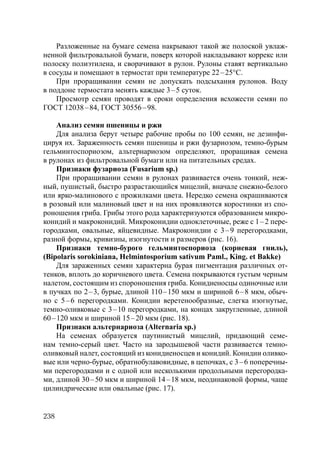 238
Разложенные на бумаге семена накрывают такой же полоской увлаж-
ненной фильтровальной бумаги, поверх которой накладывают коррекс или
полоску полиэтилена, и сворачивают в рулон. Рулоны ставят вертикально
в сосуды и помещают в термостат при температуре 22–25°С.
При проращивании семян не допускать подсыхания рулонов. Воду
в поддоне термостата менять каждые 3–5 суток.
Просмотр семян проводят в сроки определения всхожести семян по
ГОСТ 12038–84, ГОСТ 30556–98.
Анализ семян пшеницы и ржи
Для анализа берут четыре рабочие пробы по 100 семян, не дезинфи-
цируя их. Зараженность семян пшеницы и ржи фузариозом, темно-бурым
гельминтоспориозом, альтернариозом определяют, проращивая семена
в рулонах из фильтровальной бумаги или на питательных средах.
Признаки фузариоза (Fusarium sp.)
При проращивании семян в рулонах развивается очень тонкий, неж-
ный, пушистый, быстро разрастающийся мицелий, вначале снежно-белого
или ярко-малинового с прожилками цвета. Нередко семена окрашиваются
в розовый или малиновый цвет и на них проявляются коростинки из спо-
роношения гриба. Грибы этого рода характеризуются образованием микро-
конидий и макроконидий. Микроконидии одноклеточные, реже с 1–2 пере-
городками, овальные, яйцевидные. Макроконидии с 3–9 перегородками,
разной формы, кривизны, изогнутости и размеров (рис. 16).
Признаки темно-бурого гельминтоспориоза (корневая гниль),
(Bipolaris sorokiniana, Helmintosporium sativum Paml., King. et Bakke)
Для зараженных семян характерна бурая пигментация различных от-
тенков, вплоть до коричневого цвета. Семена покрываются густым черным
налетом, состоящим из спороношения гриба. Конидиеносцы одиночные или
в пучках по 2–3, бурые, длиной 110–150 мкм и шириной 6–8 мкм, обыч-
но с 5–6 перегородками. Конидии веретенообразные, слегка изогнутые,
темно-оливковые с 3–10 перегородками, на концах закругленные, длиной
60–120 мкм и шириной 15–20 мкм (рис. 18).
Признаки альтернариоза (Alternaria sp.)
На семенах образуется паутинистый мицелий, придающий семе-
нам темно-серый цвет. Часто на зародышевой части развивается темно-
оливковый налет, состоящий из конидиеносцев и конидий. Конидии оливко-
вые или черно-бурые, обратнобулавовидные, в цепочках, с 3–6 поперечны-
ми перегородками и с одной или несколькими продольными перегородка-
ми, длиной 30–50 мкм и шириной 14–18 мкм, неодинаковой формы, чаще
цилиндрические или овальные (рис. 17).
Copyright ОАО «ЦКБ «БИБКОМ» & ООО «Aгентство Kнига-Cервис»
 
