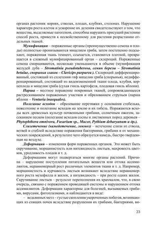 23
органах растения: корнях, стволах, плодах, клубнях, столонах. Нарушение
характера роста клеток и ускорение их деления свидетельствуют о том, что
вещества, выделяемые патогеном, способны нарушить присущий растению
способ роста, привести к несвойственному для растения разрастанию от-
дельных тканей.
Мумификация – пораженные органы (преимущественно семена и пло-
ды) полностью пронизываются мицелием гриба, затем постепенно подсы-
хают, пораженная ткань темнеет, ссыхается, становится плотной, превра-
щается в сложный мумифицированный орган – склероций. Пораженные
семена сморщиваются, несколько уменьшаются в объеме (мумификация
желудей дуба – Stromatinia pseudotuberosa, семян березы – Stromatinia
betulae, спорынья злаков – Clavicips purpurea ). Склероций дифференциро-
ванный, состоящий из сплетения гиф мицелия гриба (спорынья), недиффе-
ренцированный, состоящий из видоизмененной ткани плода, клубня, кор-
неплода и мицелия гриба (сухая гниль картофеля, плодовая гниль яблони).
Парша – местное поражение покровных тканей, сопровождающееся
растрескиванием пораженных участков и образованием струпьев (парша
яблони – Venturia inaequales).
Полегание всходов – образование перетяжки у основания стебелька,
пожелтение и полегание всходов на землю и их гибель. Поражаются всхо-
ды всех древесных культур почвенными грибами, солнечным ожогом, за-
секанием песком (полегание всходов сосны и лиственных пород деревьев –
Phytophthora omnivora, Fusarium sp., Mucor, Pythium debaryanum и др.).
Слизетечение (камедетечение, гоммоз) – истечение слизи из ствола,
ветвей и стеблей вследствие поражения бактериями, грибами и от механи-
ческих повреждений, в результате чего образуется камедь, быстро твердею-
щая на воздухе.
Деформации – изменения форм пораженных органов. Это может быть
скручивание, морщинистость или нитевидность листьев, махровость цвет-
ков, уродливость плодов и т. д.
Деформациям могут подвергаться многие органы растений. Причи-
на – нарушение поступления питательных веществ или оттока ассими-
лянтов, неравномерный рост различных элементов ткани и т. д. Например,
морщинистость и курчавость листьев возникают вследствие неравномер-
ного роста мезофилла и жилок, а нитевидность – при росте одних жилок.
Скручивание листьев – результат переполнения их крахмалом, что, в свою
очередь, связано с поражением проводящей системы и нарушением оттока
ассимилянтов. Деформации характерны для болезней, вызываемых гриба-
ми, вирусами, фитоплазмами, и наблюдаются в виде:
– ведьминых метл – густые скопления укороченных побегов, возникаю-
щих из спящих почек вследствие разрушения их грибами, бактериями, ви-
Copyright ОАО «ЦКБ «БИБКОМ» & ООО «Aгентство Kнига-Cервис»
 