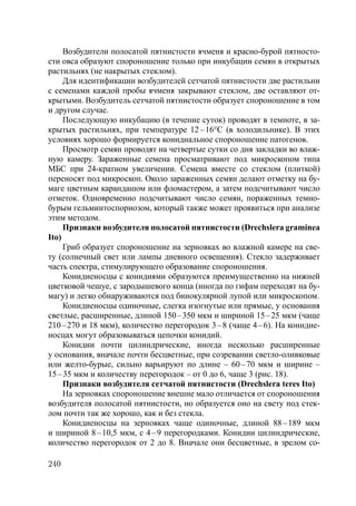 240
Возбудители полосатой пятнистости ячменя и красно-бурой пятносто-
сти овса образуют спороношение только при инкубации семян в открытых
растильнях (не накрытых стеклом).
Для идентификации возбудителей сетчатой пятнистости две растильни
с семенами каждой пробы ячменя закрывают стеклом, две оставляют от-
крытыми. Возбудитель сетчатой пятнистости образует спороношение в том
и другом случае.
Последующую инкубацию (в течение суток) проводят в темноте, в за-
крытых растильнях, при температуре 12–16°С (в холодильнике). В этих
условиях хорошо формируется конидиальное спороношение патогенов.
Просмотр семян проводят на четвертые сутки со дня закладки во влаж-
ную камеру. Зараженные семена просматривают под микроскопом типа
МБС при 24-кратном увеличении. Семена вместе со стеклом (плиткой)
переносят под микроскоп. Около зараженных семян делают отметку на бу-
маге цветным карандашом или фломастером, а затем подсчитывают число
отметок. Одновременно подсчитывают число семян, пораженных темно-
бурым гельминтоспориозом, который также может проявиться при анализе
этим методом.
Признаки возбудителя полосатой пятнистости (Drechslera graminea
Ito)
Гриб образует спороношение на зерновках во влажной камере на све-
ту (солнечный свет или лампы дневного освещения). Стекло задерживает
часть спектра, стимулирующего образование спороношения.
Конидиеносцы с конидиями образуются преимущественно на нижней
цветковой чешуе, с зародышевого конца (иногда по гифам переходят на бу-
магу) и легко обнаруживаются под бинокулярной лупой или микроскопом.
Конидиеносцы одиночные, слегка изогнутые или прямые, у основания
светлые, расширенные, длиной 150–350 мкм и шириной 15–25 мкм (чаще
210–270 и 18 мкм), количество перегородок 3–8 (чаще 4–6). На конидие-
носцах могут образовываться цепочки конидий.
Конидии почти цилиндрические, иногда несколько расширенные
у основания, вначале почти бесцветные, при созревании светло-оливковые
или желто-бурые, сильно варьируют по длине – 60–70 мкм и ширине –
15–35 мкм и количеству перегородок – от 0 до 6, чаще 3 (рис. 18).
Признаки возбудителя сетчатой пятнистости (Drechslera teres Ito)
На зерновках спороношение внешне мало отличается от спороношения
возбудителя полосатой пятнистости, но образуется оно на свету под стек-
лом почти так же хорошо, как и без стекла.
Конидиеносцы на зерновках чаще одиночные, длиной 88–189 мкм
и шириной 8–10,5 мкм, с 4–9 перегородками. Конидии цилиндрические,
количество перегородок от 2 до 8. Вначале они бесцветные, в зрелом со-
Copyright ОАО «ЦКБ «БИБКОМ» & ООО «Aгентство Kнига-Cервис»
 