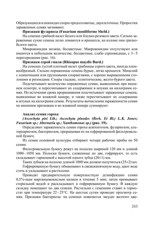 243
Образующиеся в пикнидах споры продолговатые, двуклеточные. Проростки
зараженных семян загнивают.
Признаки фузариоза (Fusarium moniliforme Sheld.)
На семенах грибной налет белого или бледно-розового цвета. Сильно за-
раженные сухие семена легко ломаются и крошатся, на изломе они грязно-
белого цвета.
Микроконидии мелкие, бесцветные. Макроконидии отсутствуют или
имеются в небольшом количестве, бесцветные, слабо серповидные, с 3–5
перегородками (рис. 16).
Признаки серой гнили (Rhizopus maydis Burd.)
На семенах густой плотный налет грибницы серого цвета, иногда плен-
кообразный. Сильно пораженные семена бурые, легко крошатся. Мицелий
с одиночными или групповыми спорангиями, с хорошо выраженными сто-
лонами и ризоидами. Споры гладкие, эллиптические, желто-бурого цвета.
Подсчитывают количество пораженных семян, выявленных при внеш-
нем осмотре, и пересчитывают их содержимое в штуках на килограмм се-
мян. По истечении срока проращивания подсчитывают зараженные семена,
выявленные во влажной камере, и также пересчитывают их содержание
в штуках на килограмм семян. Результаты вычисления зараженности семян
по внешним признакам и во влажной камере суммируют.
Анализ семян гороха
(Ascochyta pisi Lib.; Ascochyta рinodes (Berk. Et Bl.) L.K. Jones;
Fusarium sp.; Alternaria sp.; Хanthomonas sp.) (рис. 19).
Определяют зараженность семян гороха аскохитозом, фузариозом, аль-
тернариозом, бактериозом, проращивая их на гофрированной фильтроваль-
ной бумаге.
Из семян основной культуры отбирают четыре рабочие пробы по 50
семян.
Фильтровальную бумагу режут на полоски шириной 120 мм и длиной
1000–1050 мм. Полоски бумаги, сложенные по две, гофрируют, то есть
складывают гармошкой с высотой одного зубца (20±1) мм.
Таких зубцов на полоске длиной 1000 мм должно получиться (25±2) шт.
Гофрированную бумагу обмакивают в свежекипяченую воду, дают воде
стечь и укладывают в растильню.
Проводят предварительную поверхностную дезинфекцию семян
0,5%-ным марганцовокислым калием в течение 5 мин, затем промывают
стерильной водой и раскладывают в гофрированную бумагу. В каждую
складку помещают по два семени. Растильни с семенами ставят в термо-
стат при температуре 22–25°С. На шестые сутки проводят просмотр се-
мян. Признаки бактериоза: на семенах появляется эксудат желтого цве-
Copyright ОАО «ЦКБ «БИБКОМ» & ООО «Aгентство Kнига-Cервис»
 