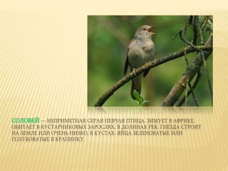 СОЛОВЕЙ — НЕПРИМЕТНАЯ СЕРАЯ ПЕВЧАЯ ПТИЦА. ЗИМУЕТ В АФРИКЕ.
ОБИТАЕТ В КУСТАРНИКОВЫХ ЗАРОСЛЯХ, В ДОЛИНАХ РЕК. ГНЁЗДА СТРОИТ
НА ЗЕМЛЕ ИЛИ ОЧЕНЬ НИЗКО, В КУСТАХ. ЯЙЦА ЗЕЛЕНОВАТЫЕ ИЛИ
ГОЛУБОВАТЫЕ В КРАПИНКУ.
 