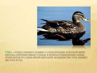 УТКА — ПТИЦА СРЕДНЕГО РАЗМЕРА С ОТНОСИТЕЛЬНО КОРОТКОЙ ШЕЕЙ.
ОКРАСКА ОПЕРЕНИЯ БЫВАЕТ РАЗНАЯ. В ПЕРИОД РАЗМНОЖЕНИЯ САМЦЫ
ОТЛИЧАЮТСЯ ОТ САМОК ЯРКОЙ ОКРАСКОЙ. БОЛЬШИНСТВО УТОК ЛИНЯЮТ
ДВА РАЗА В ГОД.
 