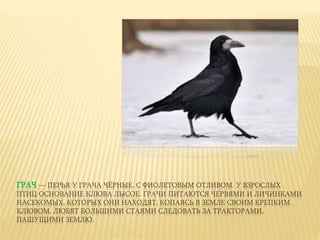 ГРАЧ — ПЕРЬЯ У ГРАЧА ЧЁРНЫЕ, С ФИОЛЕТОВЫМ ОТЛИВОМ. У ВЗРОСЛЫХ
ПТИЦ ОСНОВАНИЕ КЛЮВА ЛЫСОЕ. ГРАЧИ ПИТАЮТСЯ ЧЕРВЯМИ И ЛИЧИНКАМИ
НАСЕКОМЫХ, КОТОРЫХ ОНИ НАХОДЯТ, КОПАЯСЬ В ЗЕМЛЕ СВОИМ КРЕПКИМ
КЛЮВОМ. ЛЮБЯТ БОЛЬШИМИ СТАЯМИ СЛЕДОВАТЬ ЗА ТРАКТОРАМИ,
ПАШУЩИМИ ЗЕМЛЮ.
 
