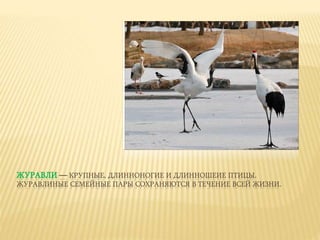 ЖУРАВЛИ — КРУПНЫЕ, ДЛИННОНОГИЕ И ДЛИННОШЕИЕ ПТИЦЫ.
ЖУРАВЛИНЫЕ СЕМЕЙНЫЕ ПАРЫ СОХРАНЯЮТСЯ В ТЕЧЕНИЕ ВСЕЙ ЖИЗНИ.
 