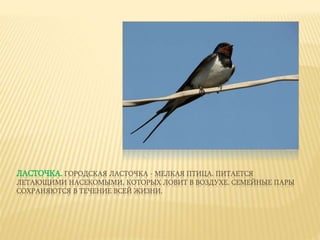 ЛАСТОЧКА. ГОРОДСКАЯ ЛАСТОЧКА - МЕЛКАЯ ПТИЦА. ПИТАЕТСЯ
ЛЕТАЮЩИМИ НАСЕКОМЫМИ, КОТОРЫХ ЛОВИТ В ВОЗДУХЕ. СЕМЕЙНЫЕ ПАРЫ
СОХРАНЯЮТСЯ В ТЕЧЕНИЕ ВСЕЙ ЖИЗНИ.
 