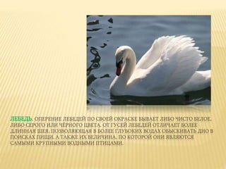 ЛЕБЕДЬ. ОПЕРЕНИЕ ЛЕБЕДЕЙ ПО СВОЕЙ ОКРАСКЕ БЫВАЕТ ЛИБО ЧИСТО БЕЛОЕ,
ЛИБО СЕРОГО ИЛИ ЧЁРНОГО ЦВЕТА. ОТ ГУСЕЙ ЛЕБЕДЕЙ ОТЛИЧАЕТ БОЛЕЕ
ДЛИННАЯ ШЕЯ, ПОЗВОЛЯЮЩАЯ В БОЛЕЕ ГЛУБОКИХ ВОДАХ ОБЫСКИВАТЬ ДНО В
ПОИСКАХ ПИЩИ, А ТАКЖЕ ИХ ВЕЛИЧИНА, ПО КОТОРОЙ ОНИ ЯВЛЯЮТСЯ
САМЫМИ КРУПНЫМИ ВОДНЫМИ ПТИЦАМИ.
 