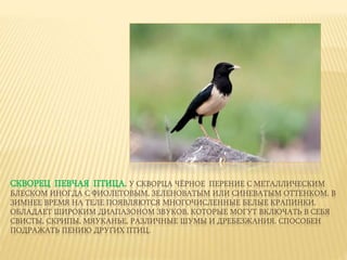 СКВОРЕЦ ПЕВЧАЯ ПТИЦА. У СКВОРЦА ЧЁРНОЕ ПЕРЕНИЕ С МЕТАЛЛИЧЕСКИМ
БЛЕСКОМ ИНОГДА С ФИОЛЕТОВЫМ, ЗЕЛЕНОВАТЫМ ИЛИ СИНЕВАТЫМ ОТТЕНКОМ. В
ЗИМНЕЕ ВРЕМЯ НА ТЕЛЕ ПОЯВЛЯЮТСЯ МНОГОЧИСЛЕННЫЕ БЕЛЫЕ КРАПИНКИ.
ОБЛАДАЕТ ШИРОКИМ ДИАПАЗОНОМ ЗВУКОВ, КОТОРЫЕ МОГУТ ВКЛЮЧАТЬ В СЕБЯ
СВИСТЫ, СКРИПЫ, МЯУКАНЬЕ, РАЗЛИЧНЫЕ ШУМЫ И ДРЕБЕЗЖАНИЯ. СПОСОБЕН
ПОДРАЖАТЬ ПЕНИЮ ДРУГИХ ПТИЦ.
 