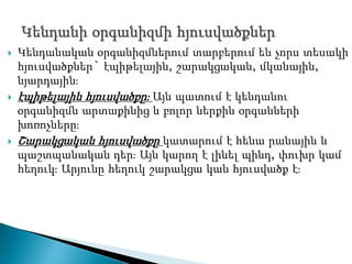  Կենդանական օրգանիզմներում տարբերում են չորս տեսակի
հյուսվածքներ` էպիթելային, շարակցական, մկանային,
նյարդային։
 էպիթելային հյուսվածքը։ Այն պատում է կենդանու
օրգանիզմն արտաքինից և բոլոր ներքին օրգանների
խոռոչները։
 Շարակցական հյուսվածքը կատարում է հենա րանային և
պաշտպանական դեր։ Այն կարող է լինել պինդ, փուխր կամ
հեղուկ։ Արյունը հեղուկ շարակցա կան հյուսվածք է։
 