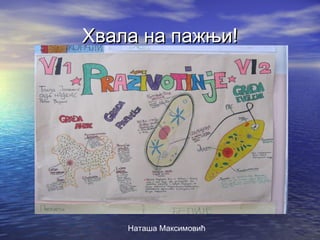 праживотиње | PPT