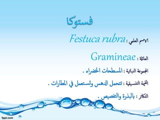 ‫العلمي‬ ‫الامس‬:Festucarubra
‫العائةل‬:Gramineae
‫نباتية‬‫ل‬‫ا‬ ‫اجملموعة‬:‫اء‬‫رض‬‫اخل‬ ‫سطحات‬‫مل‬‫ا‬.
‫يقية‬‫نس‬‫لت‬‫ا‬ ‫مية‬‫لق‬‫ا‬:‫ات‬‫ر‬‫املطا‬ ‫يف‬ ‫تعمل‬‫س‬‫ت‬‫و‬ ‫ادلهس‬ ‫تحمل‬‫ت‬.
‫التاكثر‬:‫يص‬‫تفص‬‫ل‬‫ا‬‫و‬ ‫بذرة‬‫ل‬‫اب‬.
 
