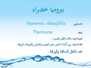 ‫الا‬‫العلمي‬ ‫مس‬:Peperomia obtusifolia
‫العائةل‬:Piperaceae
‫نباتية‬‫ل‬‫ا‬ ‫اجملموعة‬:‫الصوب‬‫و‬ ‫الظل‬ ‫نبااتت‬.
‫يقية‬‫نس‬‫لت‬‫ا‬ ‫مية‬‫لق‬‫ا‬:‫اجملموع‬‫و‬ ‫املعارض‬‫و‬ ‫للصوب‬ ‫صغري‬ ‫صص‬‫أ‬ ‫نبات‬‫ك‬ ‫يرىب‬‫ات‬‫الورقية‬.
‫التاكثر‬:‫الورقية‬‫و‬ ‫ساقية‬‫ل‬‫ا‬ ‫ابلعقل‬.
 