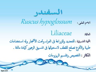 ‫العلمى‬ ‫الامس‬:Ruscushypoglossum
‫العائةل‬:Liliaceae
‫مية‬‫لق‬‫ا‬‫يقية‬‫نس‬‫لت‬‫ا‬:‫و‬ ‫جشار‬‫ال‬ ‫وحتت‬ ‫اء‬‫ر‬‫الع‬ ‫ىف‬ ‫للزراعة‬‫و‬ ‫تحديد‬‫لل‬‫تخدامات‬‫س‬‫ا‬ ‫هل‬
‫الزهور‬ ‫يق‬‫س‬‫تن‬ ‫ىف‬ ‫تعاملها‬‫س‬‫ال‬ ‫للقطف‬ ‫تصلح‬ ‫فرع‬‫ال‬‫و‬ ‫ية‬‫ب‬‫ط‬‫ئة‬‫ل‬‫ما‬ ‫كامدة‬.
‫تاكثر‬‫ل‬‫ا‬:‫يزومات‬‫ر‬‫ال‬ ‫مي‬‫س‬‫تق‬‫و‬ ‫يص‬‫تفص‬‫ل‬‫ا‬
 