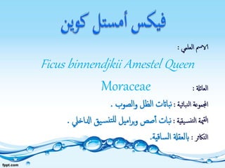 ‫العلمي‬ ‫الامس‬:
Ficus binnendjkii Amestel Queen
‫العائةل‬:Moraceae
‫نباتية‬‫ل‬‫ا‬ ‫اجملموعة‬:‫الصوب‬‫و‬ ‫الظل‬ ‫بااتت‬‫ن‬.
‫يقية‬‫نس‬‫لت‬‫ا‬ ‫مية‬‫لق‬‫ا‬:‫ادلاخيل‬ ‫يق‬‫س‬‫تن‬‫لل‬ ‫اميل‬‫ر‬‫ب‬‫و‬ ‫صص‬‫أ‬ ‫بات‬‫ن‬.
‫التاكثر‬:‫ساقية‬‫ل‬‫ا‬ ‫ابلعقةل‬.
 