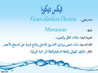 ‫العلمي‬ ‫الامس‬:FicuselasticaDecora
‫العائةل‬:Moraceae
‫نباتية‬‫ل‬‫ا‬ ‫اجملموعة‬:‫الصوب‬‫و‬ ‫الظل‬ ‫بااتت‬‫ن‬.
‫يقية‬‫نس‬‫لت‬‫ا‬ ‫مية‬‫لق‬‫ا‬:‫س‬‫مل‬‫ا‬ ‫عىل‬ ‫فردية‬ ‫مناذج‬‫و‬ ‫ادلاخيل‬ ‫يق‬‫س‬‫تن‬‫لل‬ ‫اميل‬‫ر‬‫ب‬‫و‬ ‫اصص‬ ‫بات‬‫ن‬‫طح‬‫خرض‬‫ال‬
‫التاكثر‬:‫الورقية‬ ‫ية‬‫مع‬ ‫الرب‬ ‫العقةل‬‫و‬‫ساقية‬‫ل‬‫ا‬ ‫العقةل‬‫و‬ ‫ايئ‬‫و‬‫اله‬ ‫قيد‬‫رت‬‫ابل‬.
 