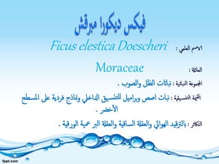 ‫العلمي‬ ‫الامس‬:Ficus elesticaDoescheri
‫العائةل‬:Moraceae
‫نباتية‬‫ل‬‫ا‬ ‫اجملموعة‬:‫الصوب‬‫و‬ ‫الظل‬ ‫بااتت‬‫ن‬.
‫يقية‬‫نس‬‫لت‬‫ا‬ ‫مية‬‫لق‬‫ا‬:‫ف‬ ‫مناذج‬‫و‬ ‫ادلاخيل‬ ‫يق‬‫س‬‫تن‬‫لل‬ ‫اميل‬‫ر‬‫ب‬‫و‬ ‫اصص‬ ‫بات‬‫ن‬‫سطح‬‫مل‬‫ا‬ ‫عىل‬ ‫ردية‬
‫خرض‬‫ال‬.
‫التاكثر‬:‫العقةل‬‫و‬ ‫ايئ‬‫و‬‫اله‬ ‫قيد‬‫رت‬‫ابل‬‫ساقية‬‫ل‬‫ا‬‫ال‬ ‫ية‬‫مع‬ ‫الرب‬ ‫العقةل‬‫و‬‫ورقية‬.
 