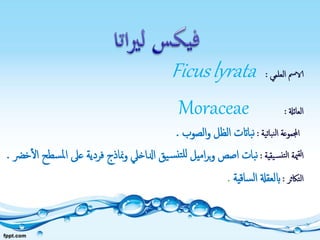 ‫العلمي‬ ‫الامس‬:Ficuslyrata
‫العائةل‬:Moraceae
‫نباتية‬‫ل‬‫ا‬ ‫اجملموعة‬:‫الصوب‬‫و‬ ‫الظل‬ ‫بااتت‬‫ن‬.
‫يقية‬‫نس‬‫لت‬‫ا‬ ‫مية‬‫لق‬‫ا‬:‫عىل‬ ‫فردية‬ ‫مناذج‬‫و‬ ‫ادلاخيل‬ ‫يق‬‫س‬‫تن‬‫لل‬ ‫اميل‬‫ر‬‫ب‬‫و‬ ‫اصص‬ ‫بات‬‫ن‬‫خرض‬‫ال‬ ‫سطح‬‫مل‬‫ا‬.
‫التاكثر‬:‫ساقية‬‫ل‬‫ا‬ ‫ابلعقةل‬.
 