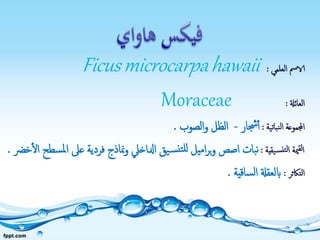 ‫العلمي‬ ‫الامس‬:Ficusmicrocarpahawaii
‫العائةل‬:Moraceae
‫نباتية‬‫ل‬‫ا‬ ‫اجملموعة‬:‫جشار‬‫أ‬-‫الصوب‬‫و‬ ‫الظل‬.
‫يقية‬‫نس‬‫لت‬‫ا‬ ‫مية‬‫لق‬‫ا‬:‫ع‬ ‫فردية‬ ‫مناذج‬‫و‬ ‫ادلاخيل‬ ‫يق‬‫س‬‫تن‬‫لل‬ ‫اميل‬‫ر‬‫ب‬‫و‬ ‫اصص‬ ‫بات‬‫ن‬‫خرض‬‫ال‬ ‫سطح‬‫مل‬‫ا‬ ‫ىل‬.
‫التاكثر‬:‫ساقية‬‫ل‬‫ا‬ ‫ابلعقةل‬.
 