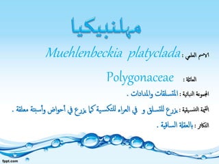 ‫الامس‬‫العلمي‬:Muehlenbeckia platyclada
‫العائةل‬:Polygonaceae
‫نباتية‬‫ل‬‫ا‬ ‫اجملموعة‬:‫املدادات‬‫و‬ ‫سلقات‬‫ملت‬‫ا‬.
‫يقية‬‫نس‬‫لت‬‫ا‬ ‫مية‬‫لق‬‫ا‬:‫يزرع‬ ‫كام‬ ‫ية‬‫س‬‫تك‬‫لل‬ ‫اء‬‫ر‬‫الع‬ ‫يف‬ ‫و‬ ‫سلق‬‫للت‬ ‫يزرع‬‫يف‬‫ا‬‫و‬‫ح‬‫أ‬‫معلقة‬ ‫سبتة‬‫أ‬‫و‬ ‫ض‬.
‫التاكثر‬:‫ساقية‬‫ل‬‫ا‬ ‫ابلعقةل‬.
 