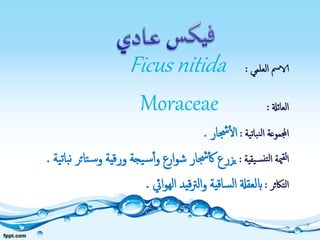 ‫العلمي‬ ‫الامس‬:Ficus nitida
‫العائةل‬:Moraceae
‫نباتية‬‫ل‬‫ا‬ ‫اجملموعة‬:‫جشار‬‫ال‬.
‫يقية‬‫نس‬‫لت‬‫ا‬ ‫مية‬‫لق‬‫ا‬:‫س‬‫و‬ ‫ورقية‬ ‫يجة‬‫س‬‫أ‬‫و‬ ‫ارع‬‫و‬‫ش‬ ‫جشار‬‫ك‬ ‫يزرع‬‫ية‬‫ت‬‫با‬‫ن‬ ‫تائر‬.
‫التاكثر‬:‫ايئ‬‫و‬‫اله‬ ‫قيد‬‫رت‬‫ال‬‫و‬ ‫ساقية‬‫ل‬‫ا‬ ‫ابلعقةل‬.
 