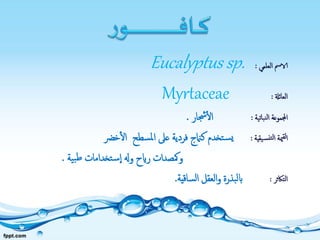 ‫العلمي‬ ‫الامس‬:Eucalyptus sp.
‫العائةل‬:Myrtaceae
‫نباتية‬‫ل‬‫ا‬ ‫اجملموعة‬:‫جشار‬‫ال‬.
‫يقية‬‫نس‬‫لت‬‫ا‬ ‫مية‬‫لق‬‫ا‬:‫تخدم‬‫يس‬‫خرض‬‫ال‬ ‫املسطح‬ ‫عىل‬ ‫فردية‬ ‫كامنج‬
‫بية‬‫ط‬ ‫تخدامات‬‫س‬‫ا‬ ‫وهل‬ ‫رايح‬ ‫ومكصدات‬.
‫التاكثر‬:‫الساقية‬ ‫العقل‬‫و‬ ‫ابلبذرة‬.
 