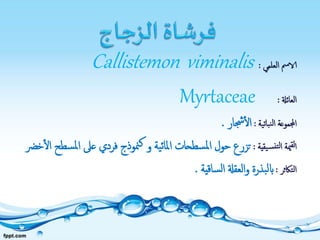 ‫العلمي‬ ‫الامس‬:Callistemon viminalis
‫العائةل‬:Myrtaceae
‫نباتية‬‫ل‬‫ا‬ ‫اجملموعة‬:‫جشار‬‫ال‬.
‫يقية‬‫نس‬‫لت‬‫ا‬ ‫مية‬‫لق‬‫ا‬:‫مل‬‫ا‬ ‫عىل‬ ‫فردي‬ ‫منوذج‬‫ك‬ ‫و‬ ‫ية‬‫ئ‬‫املا‬ ‫سطحات‬‫مل‬‫ا‬ ‫حول‬ ‫تزرع‬‫سطح‬‫خرض‬‫ال‬
‫التاكثر‬:‫ساقية‬‫ل‬‫ا‬ ‫العقةل‬‫و‬ ‫بذرة‬‫ل‬‫اب‬.
 