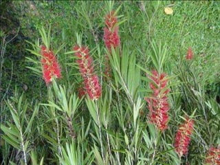 الدرس العملي الخامس