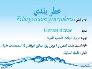 ‫العلمي‬ ‫الامس‬:Pelargonium graveolens
‫العائةل‬:Geraniaceae
‫نباتية‬‫ل‬‫ا‬ ‫اجملموعة‬:‫املعمرة‬ ‫بية‬‫ش‬‫لع‬‫ا‬ ‫بااتت‬‫ن‬‫ل‬‫ا‬.
‫مية‬‫لق‬‫ا‬‫يقية‬‫نس‬‫لت‬‫ا‬:‫و‬ ‫افذ‬‫و‬‫ن‬‫ل‬‫ا‬ ‫حدائق‬ ‫ويف‬ ‫احوض‬ ‫و‬ ‫اصص‬ ‫بات‬‫ن‬‫هل‬‫تخد‬‫س‬‫ا‬‫ية‬‫ب‬‫ط‬ ‫امات‬.
‫التاكثر‬:‫ساقية‬‫ل‬‫ا‬ ‫ابلعقةل‬.
 