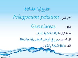‫العلمي‬ ‫الامس‬:Pelargonium peltatum
‫العائةل‬:Geraniaceae
‫نباتية‬‫ل‬‫ا‬ ‫اجملموعة‬:‫املعمرة‬ ‫بية‬‫ش‬‫لع‬‫ا‬ ‫بااتت‬‫ن‬‫ل‬‫ا‬.
‫يقية‬‫نس‬‫لت‬‫ا‬ ‫مية‬‫لق‬‫ا‬:‫املع‬ ‫بتة‬‫س‬‫ال‬‫و‬ ‫فات‬‫رش‬‫ل‬‫ا‬‫و‬ ‫افذ‬‫و‬‫ن‬‫ل‬‫ا‬ ‫يف‬ ‫يزرع‬‫لقة‬.
‫التاكثر‬:‫بذرة‬‫ل‬‫ا‬‫و‬ ‫ساقية‬‫ل‬‫ا‬ ‫ابلعقةل‬.
 