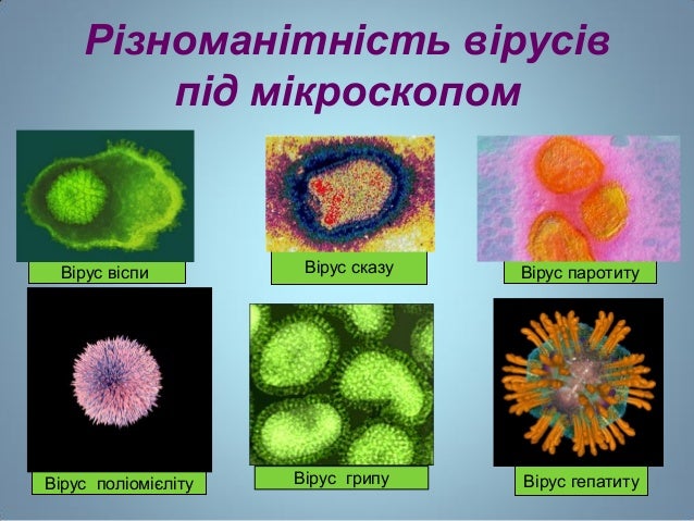 Різноманітність вірусів
під мікроскопом
Вірус віспи Вірус сказу
Вірус поліомієліту
Вірус паротиту
Вірус гепатитуВірус грипу
 