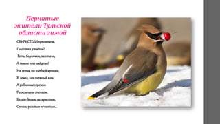 Пернатые
жители Тульской
области зимой
СВИРИСТЕЛИ прилители,
Голосочки узнаёшь?
Есть, бедняжки, захотели,
А зимою что найдешь?
Ни зерна, ни хлебной крошки,
И земля, как снежный ком.
А рябинные сережки
Пересыпаныснежком.
Белым-белым, сахаристым,
Синим, розовым и чистым…
 