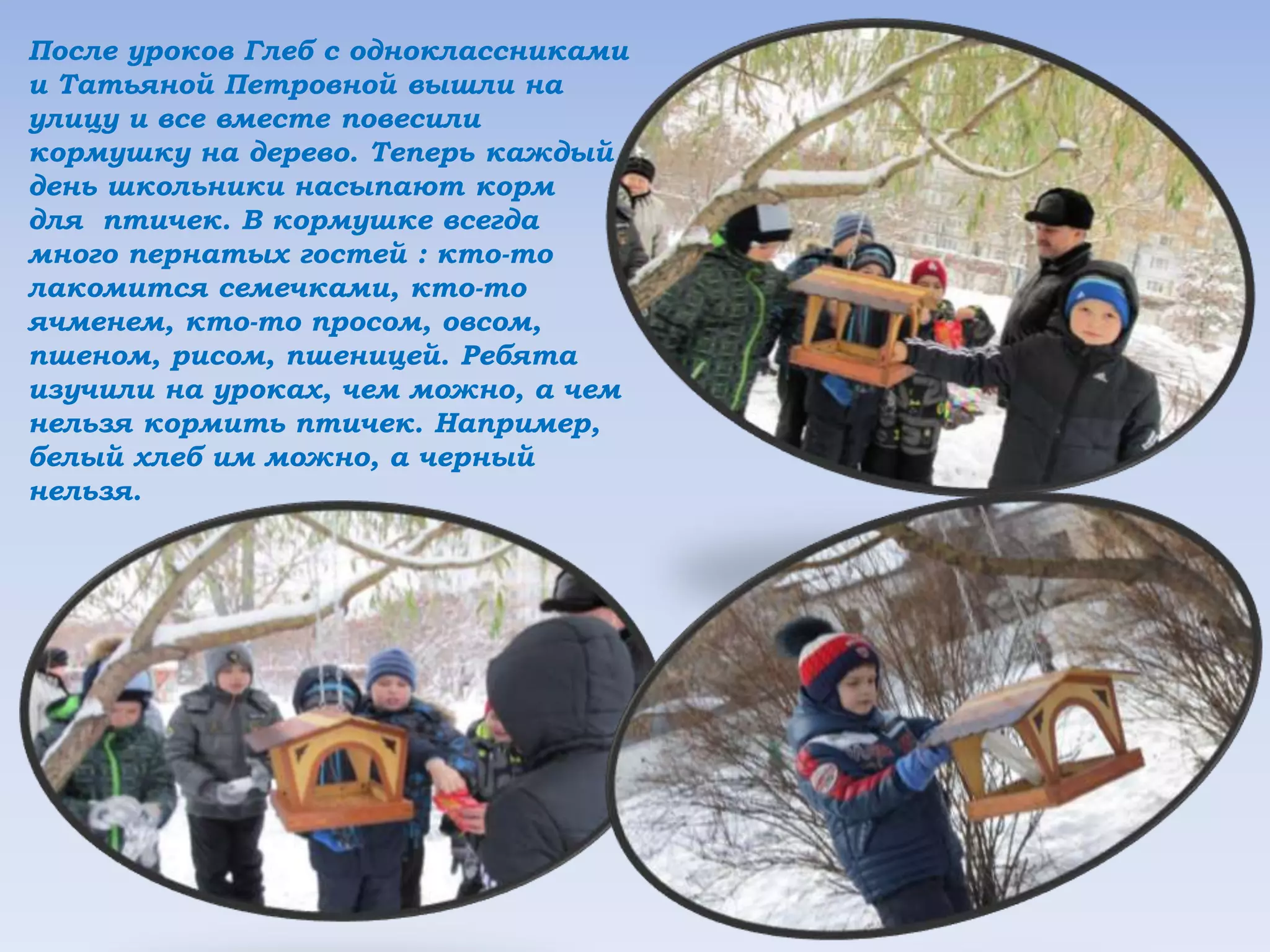 После уроков Глеб с одноклассниками
и Татьяной Петровной вышли на
улицу и все вместе повесили
кормушку на дерево. Теперь каждый
день школьники насыпают корм
для птичек. В кормушке всегда
много пернатых гостей : кто-то
лакомится семечками, кто-то
ячменем, кто-то просом, овсом,
пшеном, рисом, пшеницей. Ребята
изучили на уроках, чем можно, а чем
нельзя кормить птичек. Например,
белый хлеб им можно, а черный
нельзя.
 